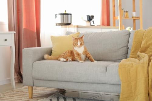 ソファの上の猫