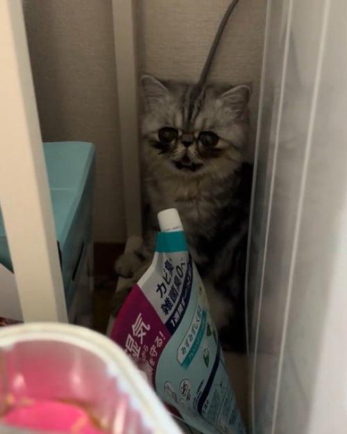 鳴いている猫