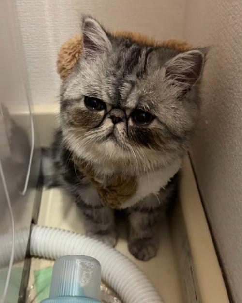 動かない猫