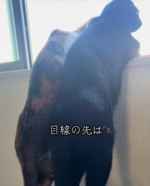窓の外を見る二匹の猫(斜め右下からのアングルで耳は写っていない)