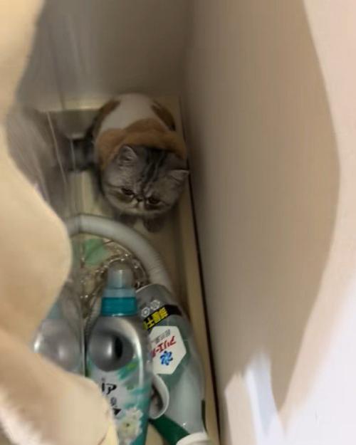 洗濯機横にいた子猫