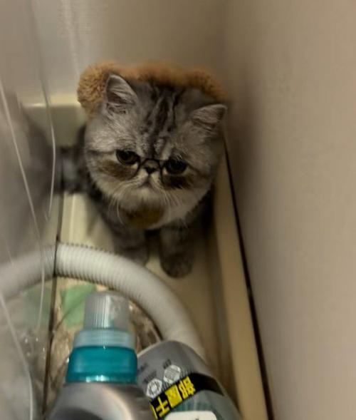 洗濯機の横でお座りしている猫