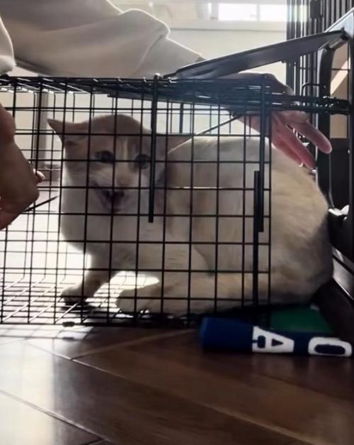 捕獲器の中に入っている猫