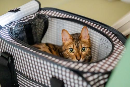 ソフトケージの中にいる猫