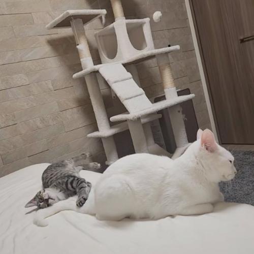 見上げる猫