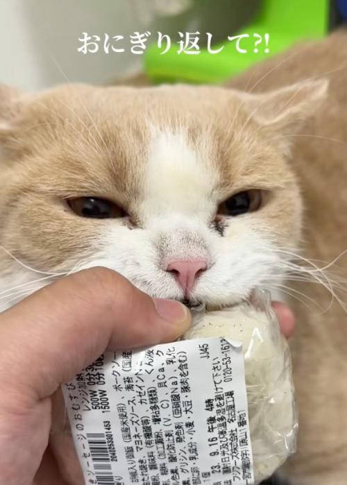 くわえる猫