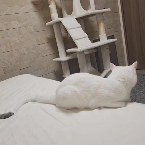 手を伸ばす猫