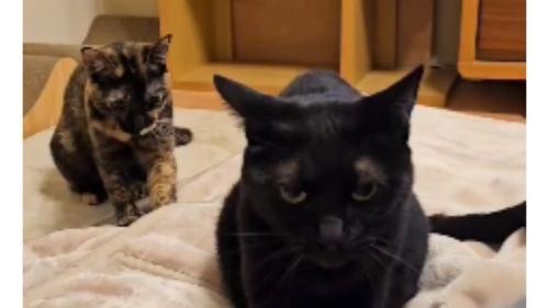 毛布にいる猫たち