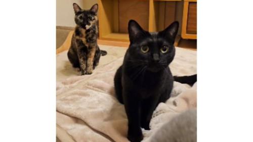 毛布にいる猫たち