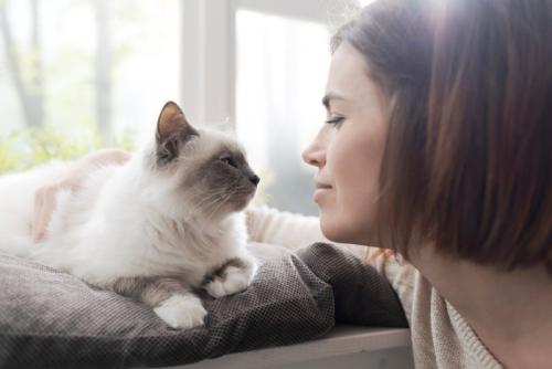 向かい合う猫と人