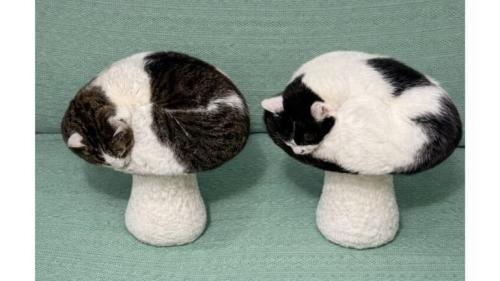 キノコみたいな猫