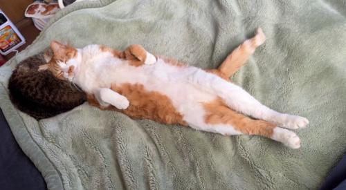 キジ白猫の体に頭を乗せて目を閉じている猫