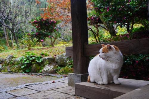 雨宿りする猫