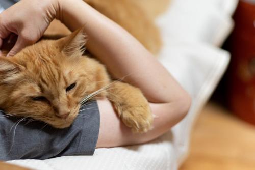 腕枕する猫