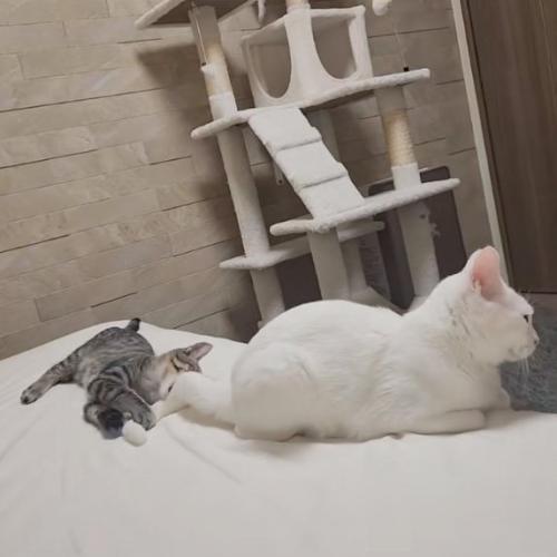 余裕の猫