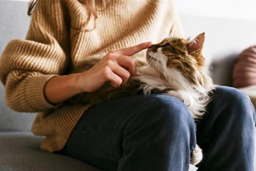 飼い主の膝に乗る猫