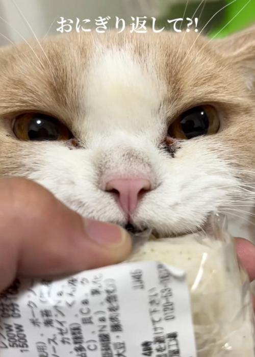 諦めない猫