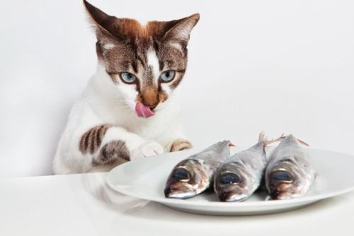 魚を見つめる猫
