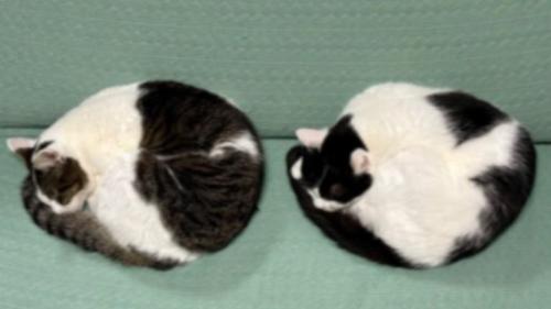 寝ている猫