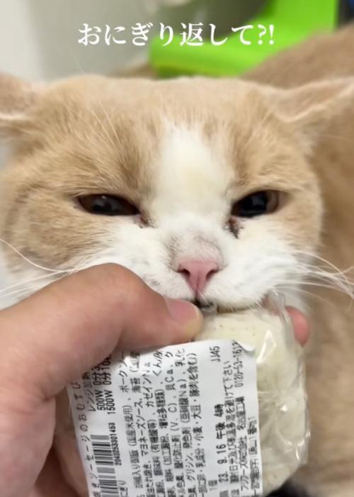 振られる猫