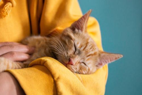 腕の中で寝る子猫