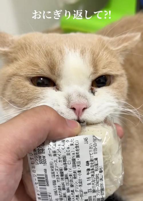 見開く猫