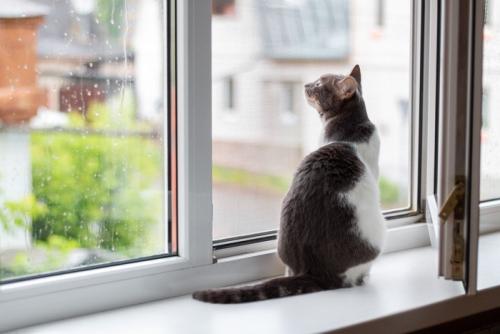 窓辺に座る猫