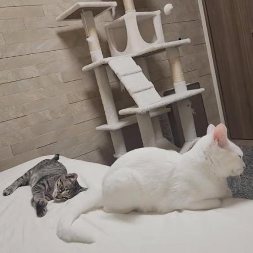 細める猫