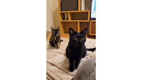 毛布にいる猫たち