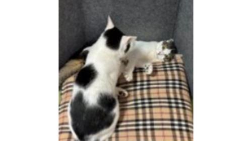 寝ている猫