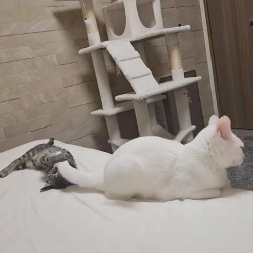 掴む猫