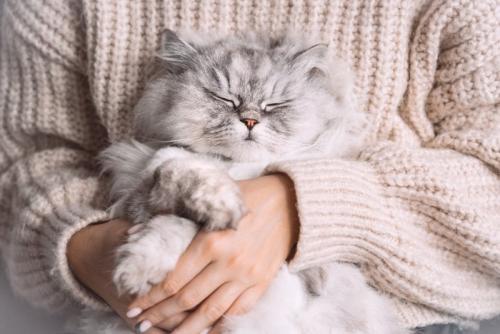 抱っこされる猫