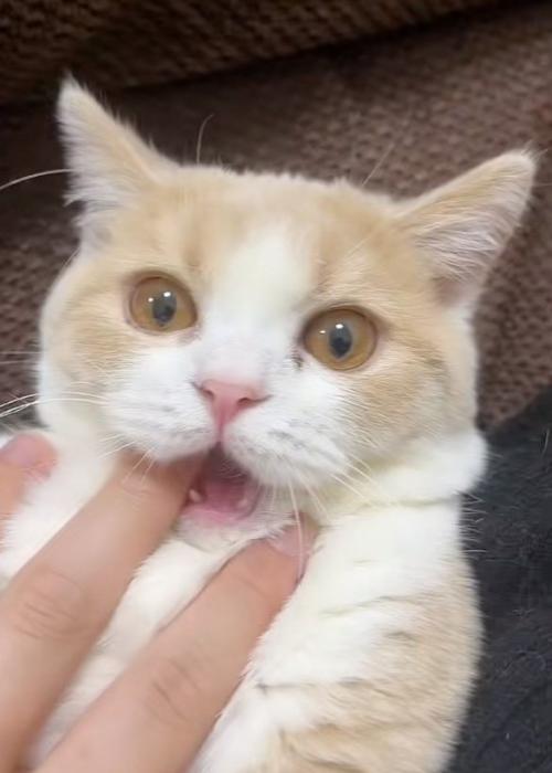 かじる猫
