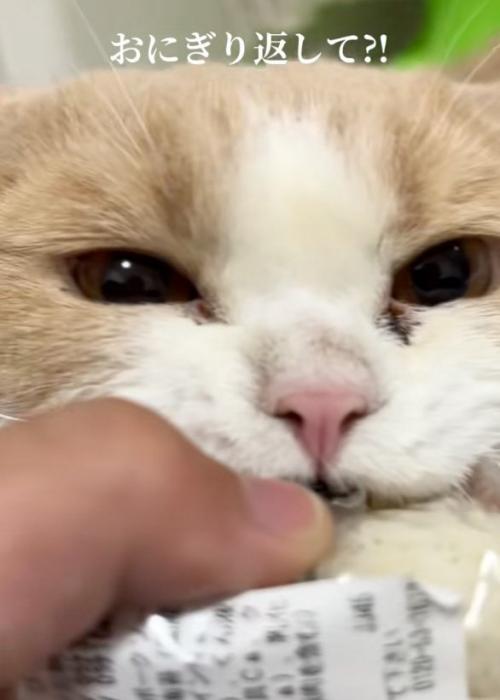 離さない猫