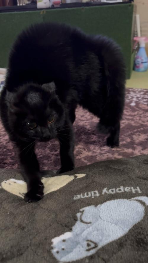 威嚇している黒猫さん