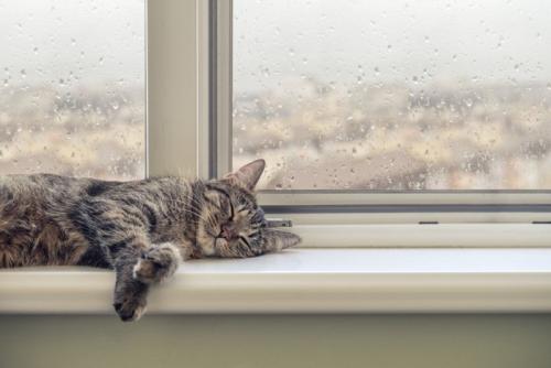 窓辺で眠る猫