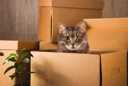箱の中から顔を出した猫