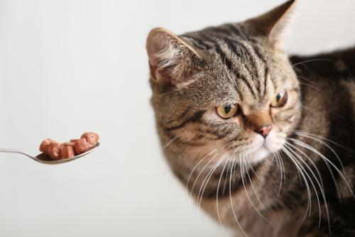 ご飯から顔を背ける猫