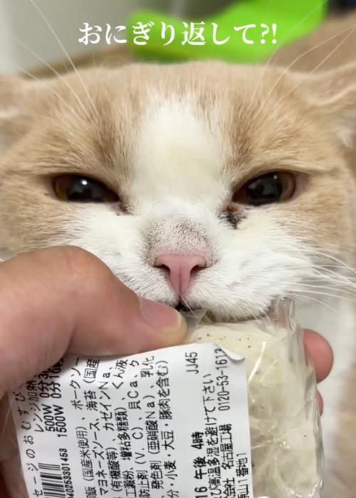 唸る猫