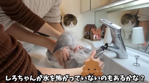 水を怖がってない