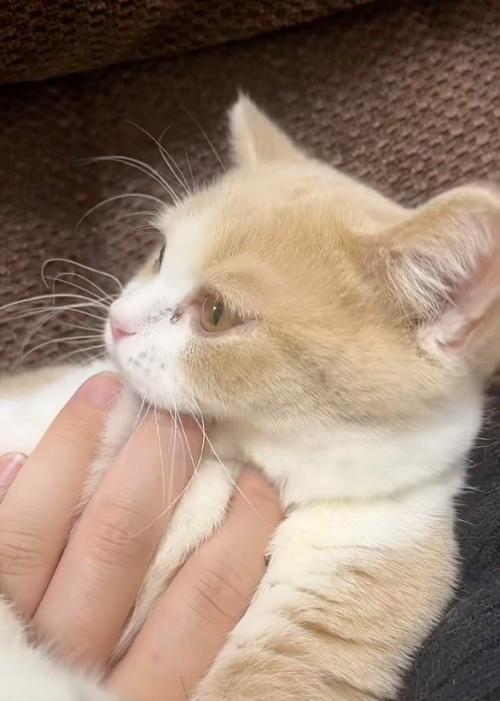 横を見る猫