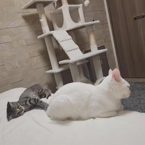 横になる猫