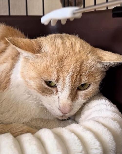 警戒した様子でカメラを見つめる猫