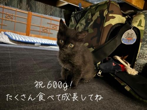 普段の黒猫さん