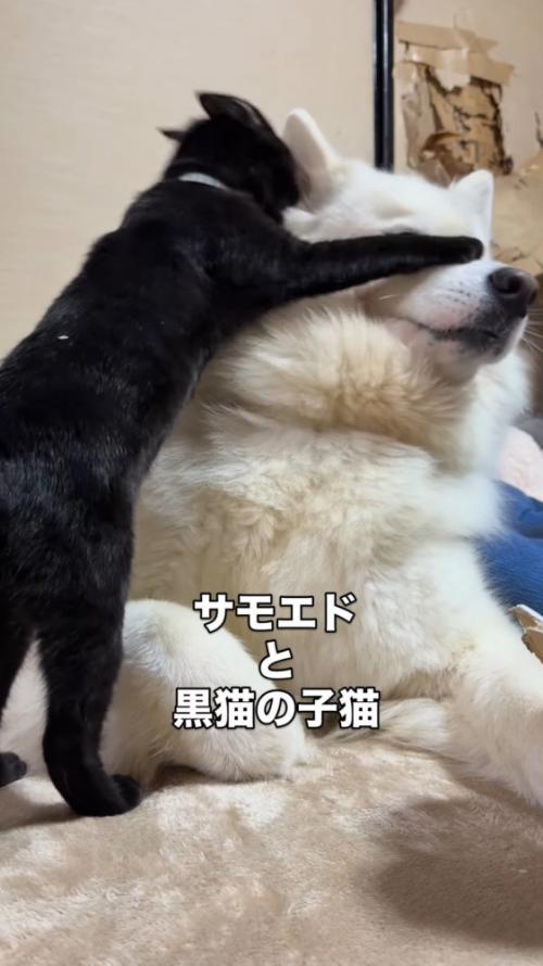 子猫にじゃれつかれて目隠しをされる犬
