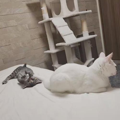 遊ぶ猫