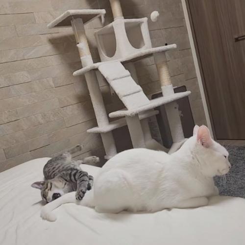 かじる猫