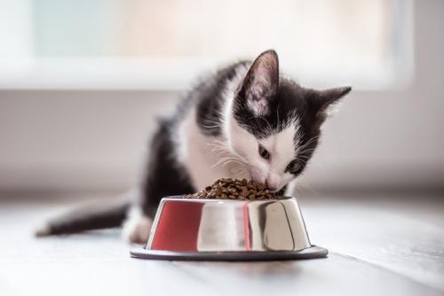 ご飯を食べている子猫