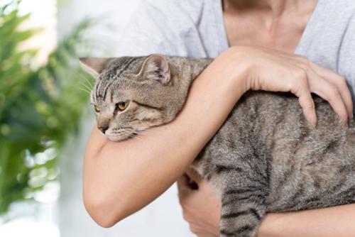 腕に顔を埋める猫