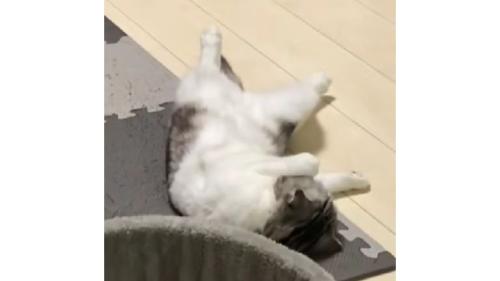 寝転がっている猫たち